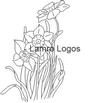 DAFFODIL.jpg