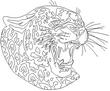 JAGUAR.jpg