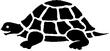 TURT1.jpg