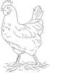 CHICKN.jpg