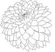 DAHLIA.jpg