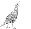 QUAIL2.jpg