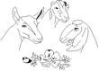 SHEEPS.jpg