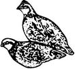 QUAIL.jpg