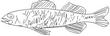 WALLEYE.jpg