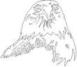 EAGLE8.jpg