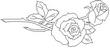 ROSE1.jpg