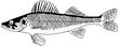 WALLEYE.jpg