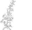 HYSSOP.jpg