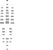 BA1B.jpg