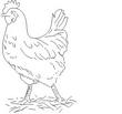 CHICKN.jpg
