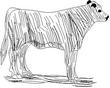 COW.jpg