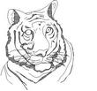 TIGER2.jpg