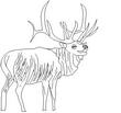 ELK.jpg
