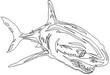SHARK.jpg