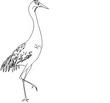 CRANE.jpg