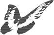 BUTFLY.jpg