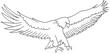 EAGLE2.jpg