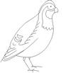 QUAIL.jpg
