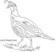 QUAIL2.jpg