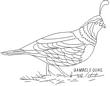 QUAIL3.jpg