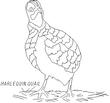 QUAIL4.jpg