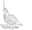 QUAIL5.jpg