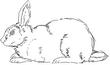 RABIT5.jpg