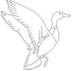 DUCK4.jpg
