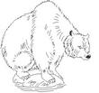 GSCBEAR.jpg