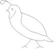 QUAIL1.jpg