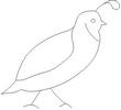 QUAIL2.jpg