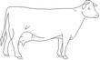 COW.jpg