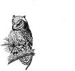 OWL1.jpg