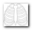 RIBCAGE.jpg
