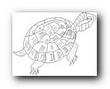 TURTLE.jpg